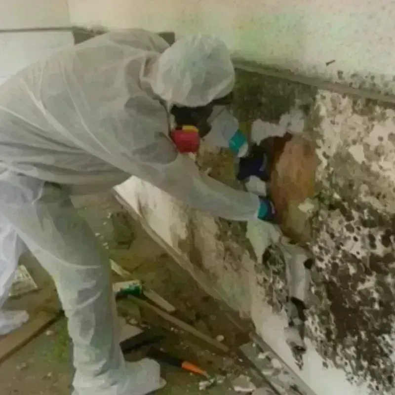 Mold Remediation and Removal in Clark County, AR